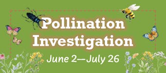 Pollination Investigation